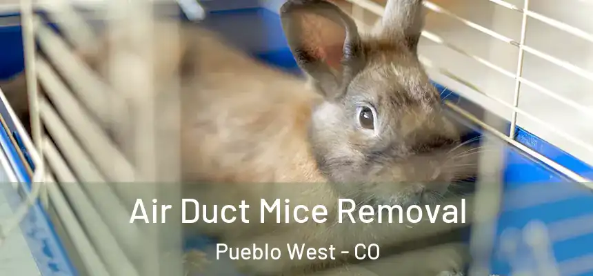 Air Duct Mice Removal Pueblo West - CO
